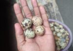 কোয়েল পাখির ডিম