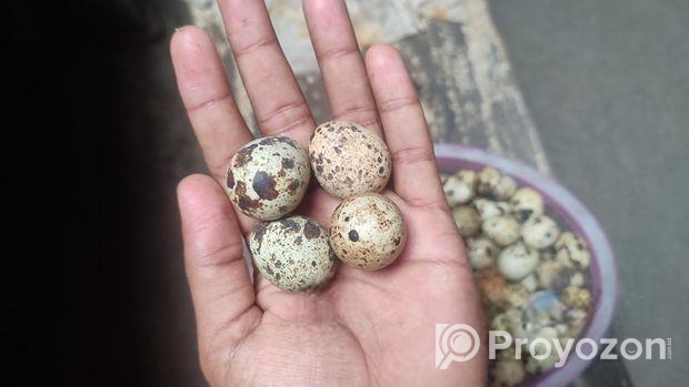 কোয়েল পাখির ডিম