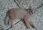 Light brown color Persian kitten for sale.