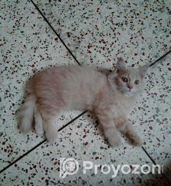 Light brown color Persian kitten for sale.