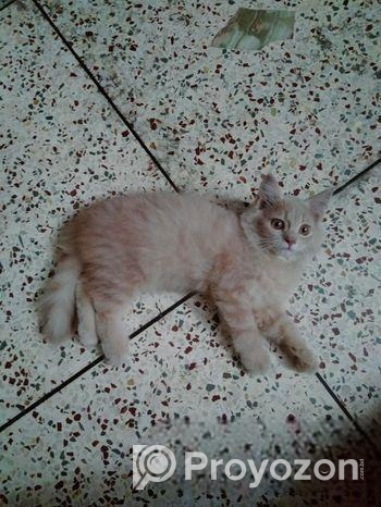 Light brown color Persian kitten for sale.