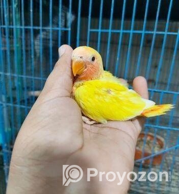 লুটিনো রেড হেড অপালাইন লাভবার্ড বেবি