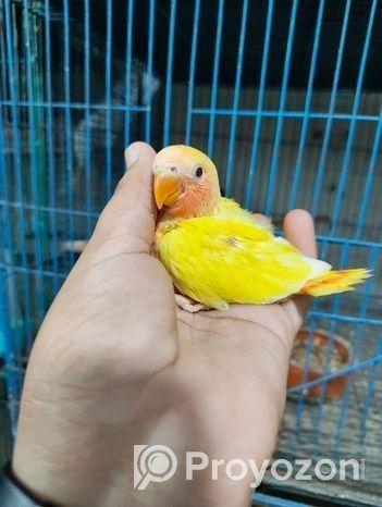 লুটিনো রেড হেড অপালাইন লাভবার্ড বেবি