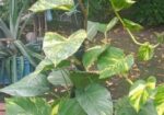 মানিপ্লান্ট