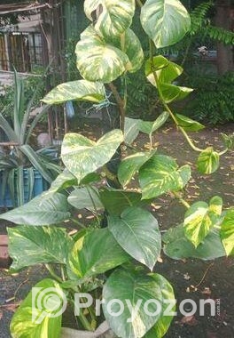 মানিপ্লান্ট