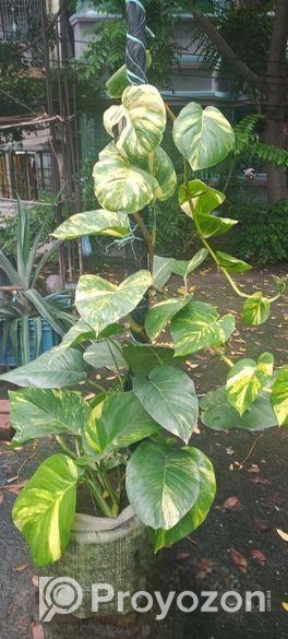 মানিপ্লান্ট