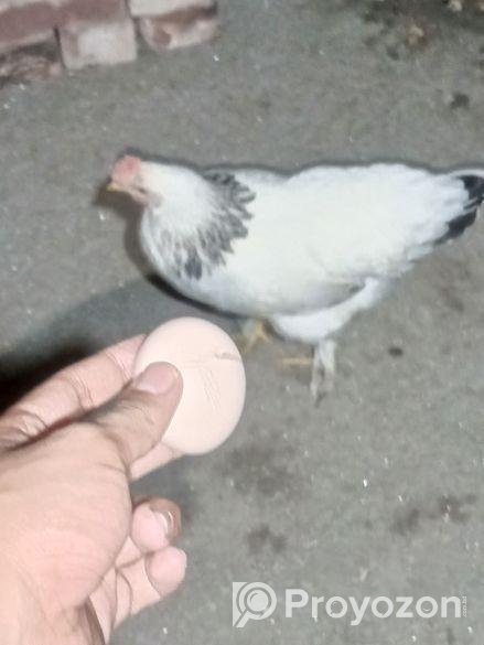 লাইট ব্রাহমা মুরগির ডিম