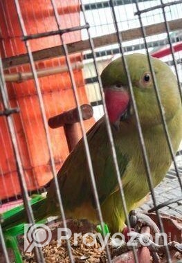 ইন্ডিয়ান রিং নেট কথা বলেv