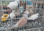 অস্ট্রেলিয়ান ঘুঘু পাখি গুলো বিক্রি করা হবে।
