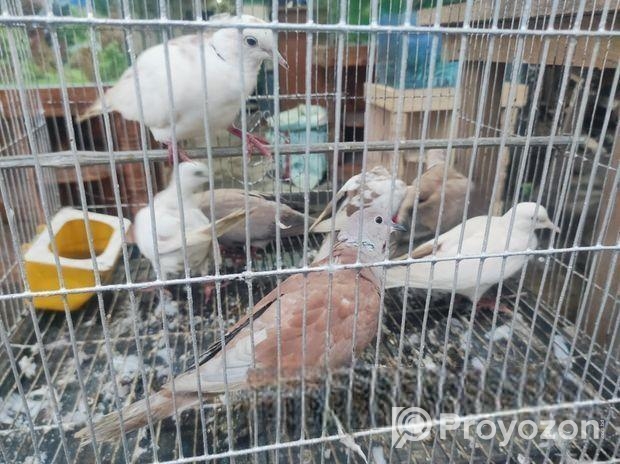 অস্ট্রেলিয়ান ঘুঘু পাখি গুলো বিক্রি করা হবে।