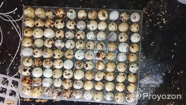 কোয়েলের ডিম মাত্র2