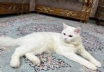 Adorable cat