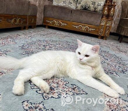 Adorable cat