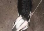 ব্ল্যাক বেঙ্গল (black Bengal Goat) উন্নত জাতের ছাগলের বাচ্চা বিক্