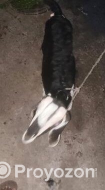 ব্ল্যাক বেঙ্গল (black Bengal Goat) উন্নত জাতের ছাগলের বাচ্চা বিক্