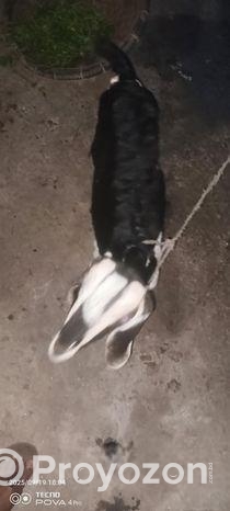 ব্ল্যাক বেঙ্গল (black Bengal Goat) উন্নত জাতের ছাগলের বাচ্চা বিক্