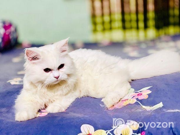 পার্সিয়ান বিড়াল ছেলে