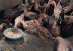 খাঁকি ক্যাম্পবেল ডিম পাড়া হাঁস বিক্রি করা হবে