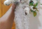 Cat Scottish fold