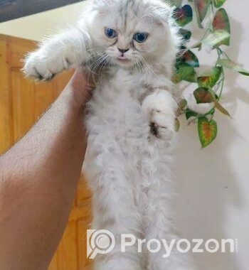 Cat Scottish fold