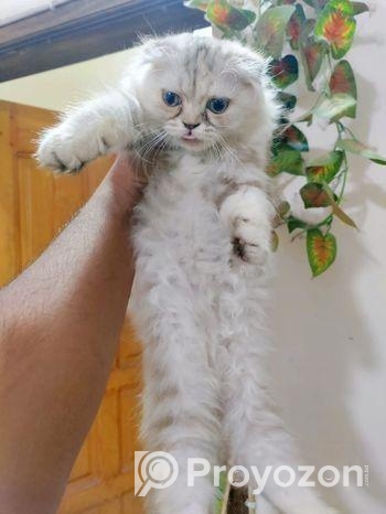 Cat Scottish fold