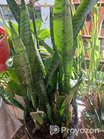 মাটি সহ গাছ