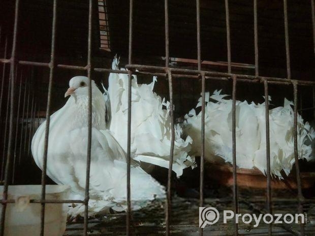 ডিম বাচ্চা রানীং ফুল অ্যাডাল লক্ষা কবুতর