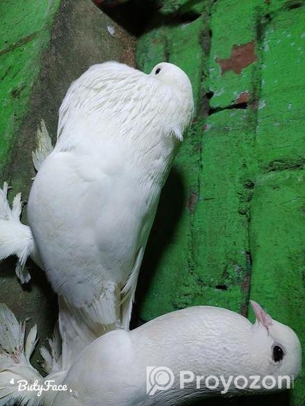 potter Kobutor sel hobe