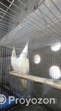 অ্যালভিনো কোকাটেল