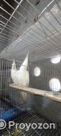 অ্যালভিনো কোকাটেল