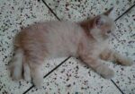 Light brown color Persian kitten for sale.