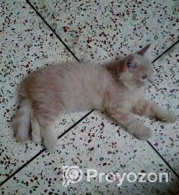 Light brown color Persian kitten for sale.
