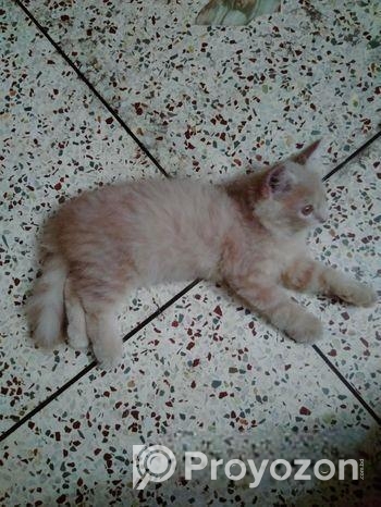 Light brown color Persian kitten for sale.