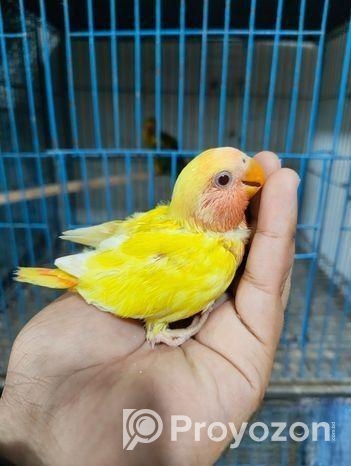 লুটিনো রেড হেড অপালাইন লাভবার্ড বেবি