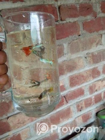 গাপ্পি মাছ