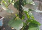 মানিপ্লান্ট