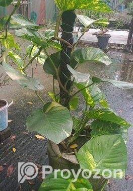 মানিপ্লান্ট