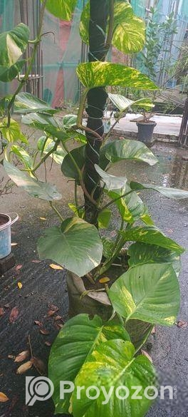 মানিপ্লান্ট