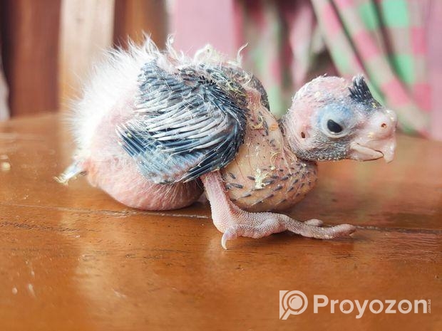 ককাটেল হোয়াইট ফেস এন্ড গ্রে । একটি টেম সাইজ বেবি