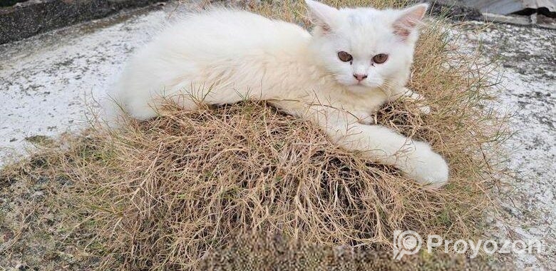 Pure Persian Female Cat