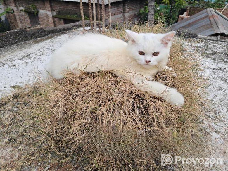 Pure Persian Female Cat