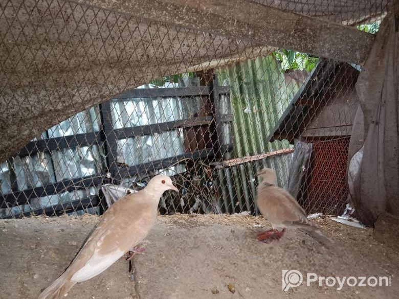৬টি অস্ট্রেলিয়ান ঘুঘু পাখি বিক্রি হবে