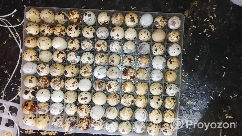 কোয়েলের ডিম মাত্র2