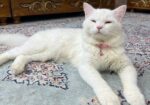 Adorable cat