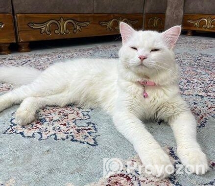 Adorable cat