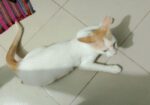 Cat Adoption