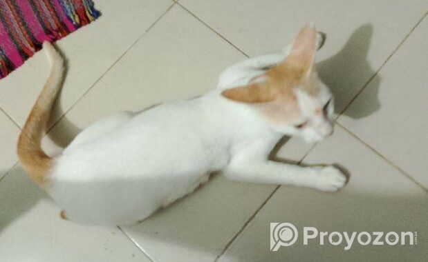 Cat Adoption