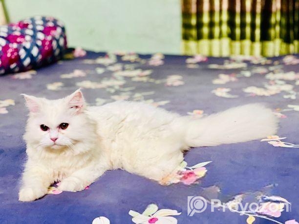 পার্সিয়ান বিড়াল ছেলে