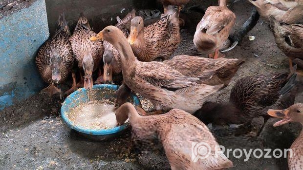 খাঁকি ক্যাম্পবেল ডিম পাড়া হাঁস বিক্রি করা হবে