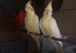Lutino Breeding Cocktail